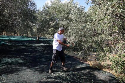 Climate change fuels growing volatility in olive oil market, says RaboResearch