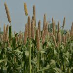 75% of bajra in top producer Rajasthan may have been damaged, says State Agri Minister