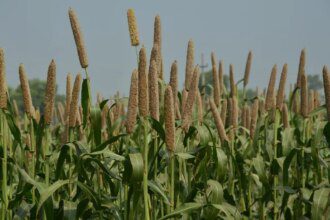 75% of bajra in top producer Rajasthan may have been damaged, says State Agri Minister