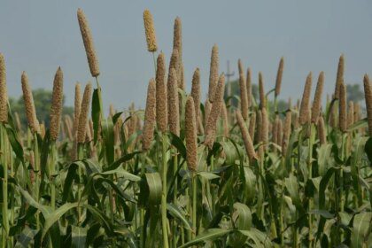 75% of bajra in top producer Rajasthan may have been damaged, says State Agri Minister
