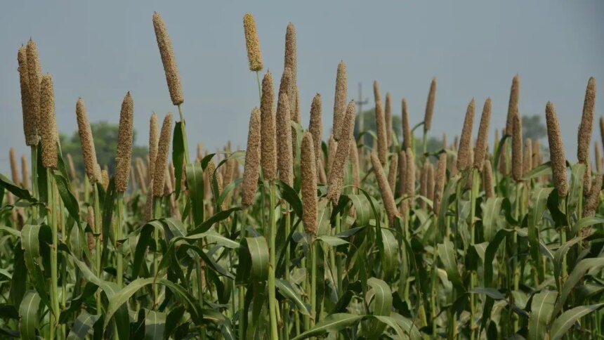 75% of bajra in top producer Rajasthan may have been damaged, says State Agri Minister