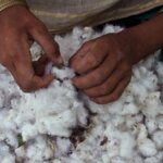 Telangana wants CCI to start cotton procurement from Oct. 1