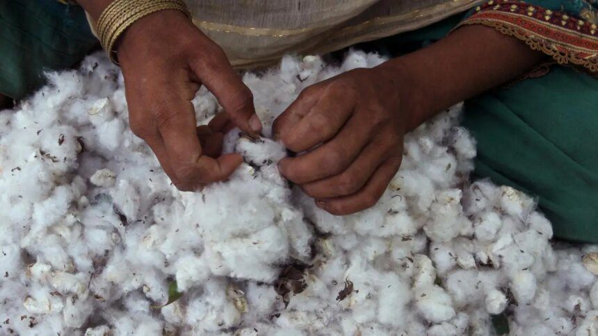 Telangana wants CCI to start cotton procurement from Oct. 1