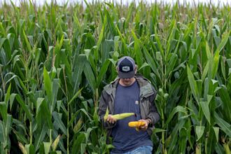US farmers face margin pressure as tariff uncertainty continues: RaboResearch