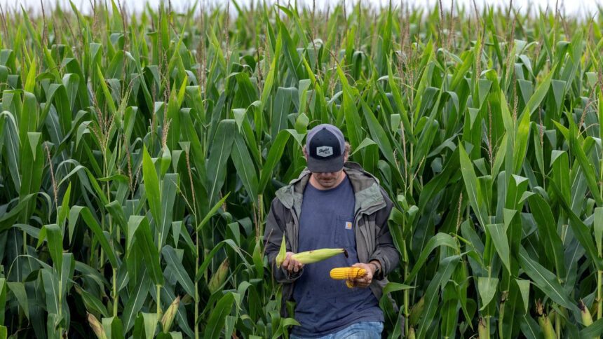 US farmers face margin pressure as tariff uncertainty continues: RaboResearch