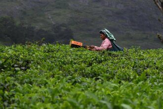 Tea exports to US may drop by 30-40% in 2025 due to tariff hike, says industry player