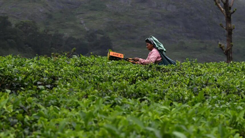 Tea exports to US may drop by 30-40% in 2025 due to tariff hike, says industry player