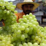 China drives global grape boom as Southeast Asia, South America fuel record imports