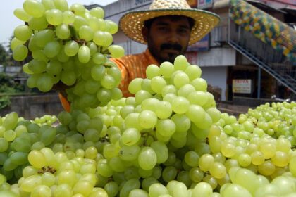 China drives global grape boom as Southeast Asia, South America fuel record imports