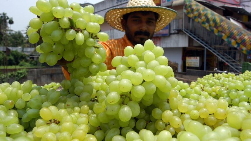 China drives global grape boom as Southeast Asia, South America fuel record imports