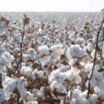 Cyclone Montha hits Telangana, Andhra cotton crop hard