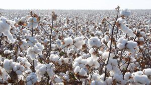 Cyclone Montha hits Telangana, Andhra cotton crop hard