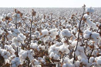 Cyclone Montha hits Telangana, Andhra cotton crop hard