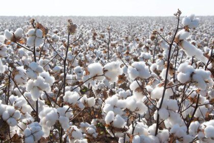 Cyclone Montha hits Telangana, Andhra cotton crop hard