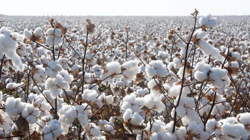 Cyclone Montha hits Telangana, Andhra cotton crop hard