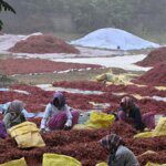 India’s chilli acreage shrinks by over 30% this kharif as farmers shift to maize, cotton