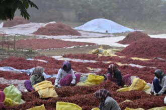 India’s chilli acreage shrinks by over 30% this kharif as farmers shift to maize, cotton