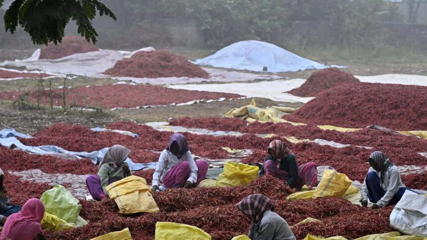 India’s chilli acreage shrinks by over 30% this kharif as farmers shift to maize, cotton