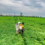SEA estimates Gujarat groundnut crop at 46 lakh tonne despite 3 lakh hectare expansion 