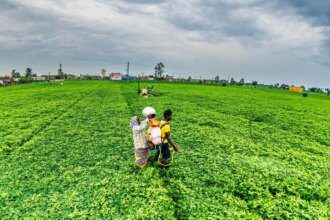 SEA estimates Gujarat groundnut crop at 46 lakh tonne despite 3 lakh hectare expansion 