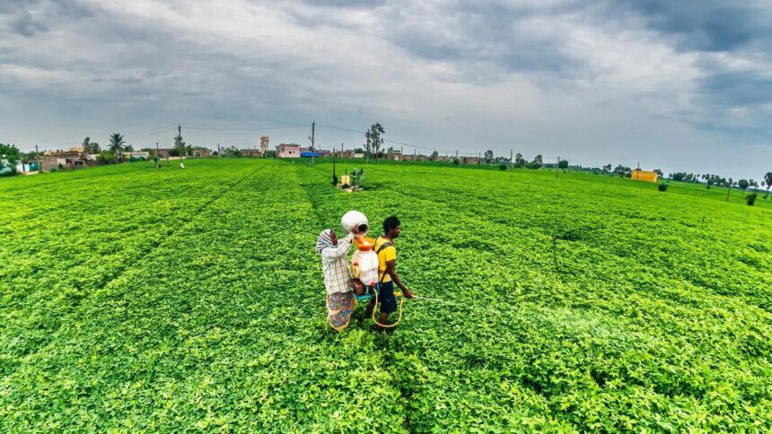 SEA estimates Gujarat groundnut crop at 46 lakh tonne despite 3 lakh hectare expansion 