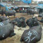 Indian govt creates funds to promote carabeef exports, may get ₹30 cr/year