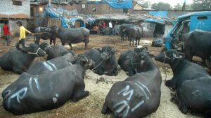 Indian govt creates funds to promote carabeef exports, may get ₹30 cr/year