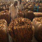 Price plunge and lack of demand hit Indian tobacco farmers hard