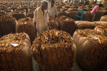 Price plunge and lack of demand hit Indian tobacco farmers hard