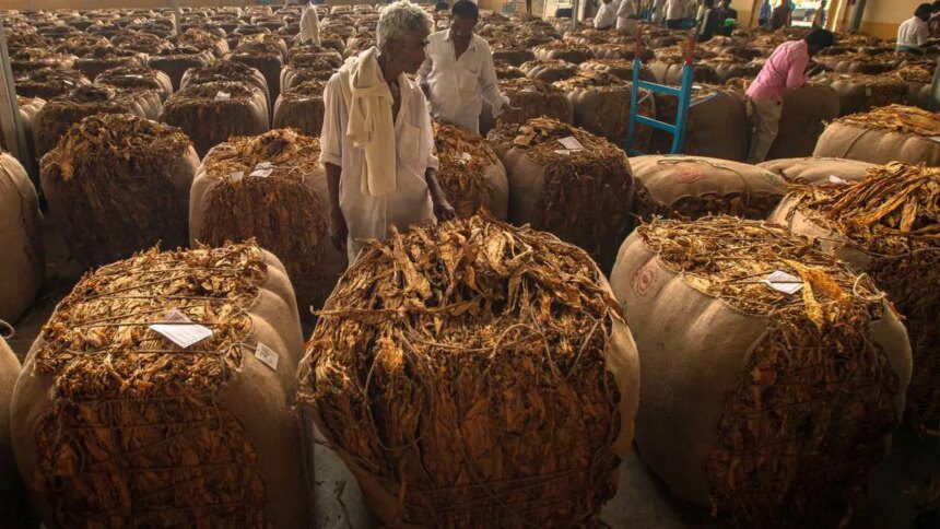 Price plunge and lack of demand hit Indian tobacco farmers hard