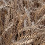 India’s ICAR panel shortlists 23 new wheat varieties for commercial release