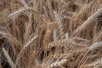 India’s ICAR panel shortlists 23 new wheat varieties for commercial release