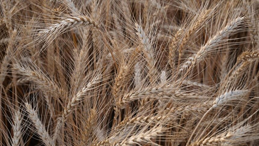 India’s ICAR panel shortlists 23 new wheat varieties for commercial release