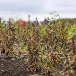 India’s 2025 soybean output estimated to fall by 16% to 105 lakh tonnes on lower area, yields