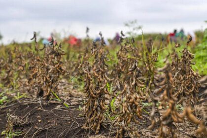 India’s 2025 soybean output estimated to fall by 16% to 105 lakh tonnes on lower area, yields