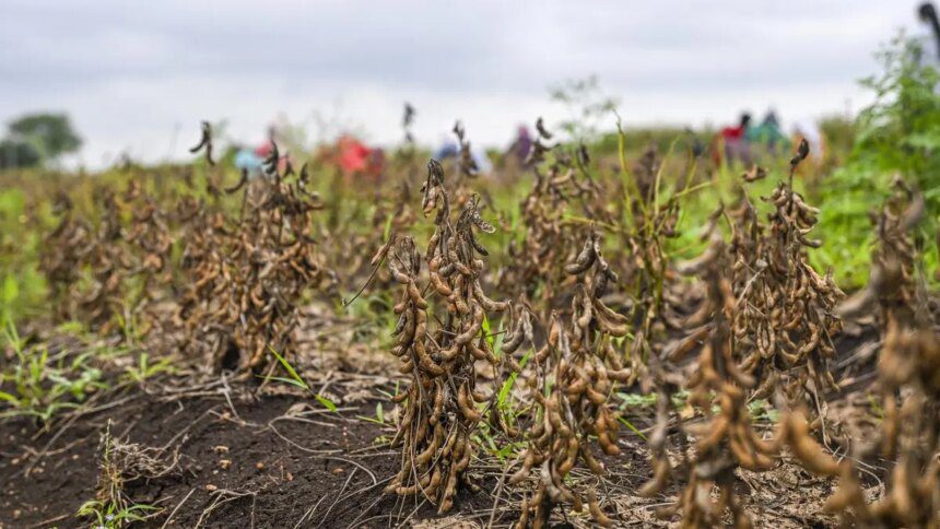 India’s 2025 soybean output estimated to fall by 16% to 105 lakh tonnes on lower area, yields