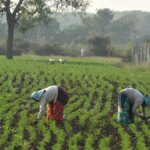 India’s pulses import value halves in H1FY26 to $1.03 billion