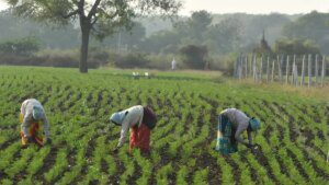 India’s pulses import value halves in H1FY26 to $1.03 billion