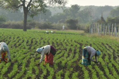India’s pulses import value halves in H1FY26 to $1.03 billion