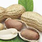Indonesia’s suspension of Indian groundnut imports may end soon