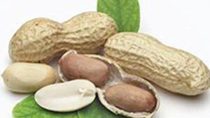 Indonesia’s suspension of Indian groundnut imports may end soon