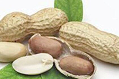 Indonesia’s suspension of Indian groundnut imports may end soon