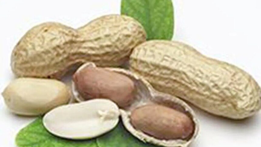 Indonesia’s suspension of Indian groundnut imports may end soon