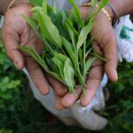 Kochi Auctions: Iraq buyers lift orthodox tea prices