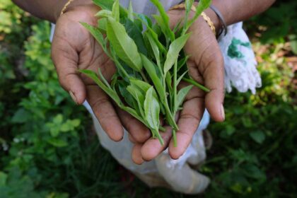 Kochi Auctions: Iraq buyers lift orthodox tea prices