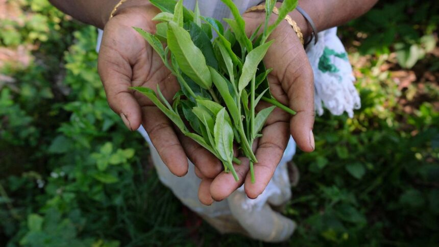 Kochi Auctions: Iraq buyers lift orthodox tea prices