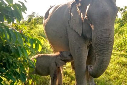 Google Preferred Source