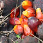 Palm oil imports hit four-month low as refiners favour cheaper soyoil ahead of festive season