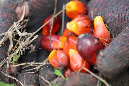 Palm oil imports hit four-month low as refiners favour cheaper soyoil ahead of festive season