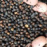 Holiday mood in northern markets keeps pepper prices steady